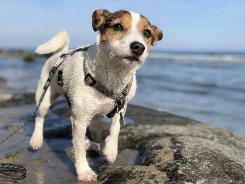 Camping Ostsee mit Hund: Die besten Campingplätze