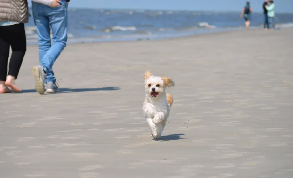 Ferienhaus an der Ostsee mit eingezäuntem Grundstück – Urlaub mit Hund
