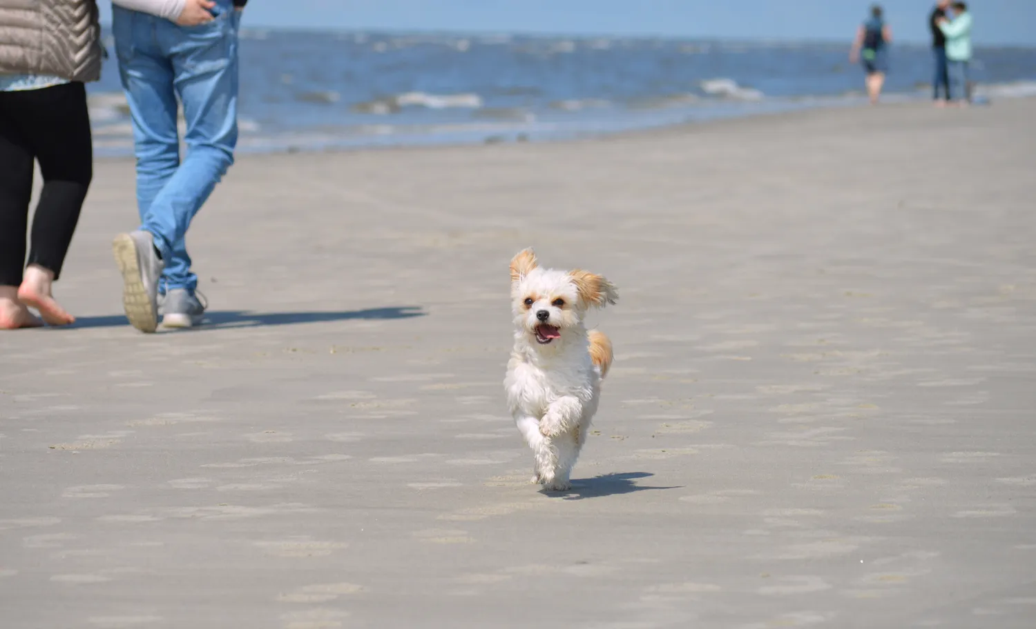 Ferienhaus an der Ostsee mit eingezäuntem Grundstück – Urlaub mit Hund