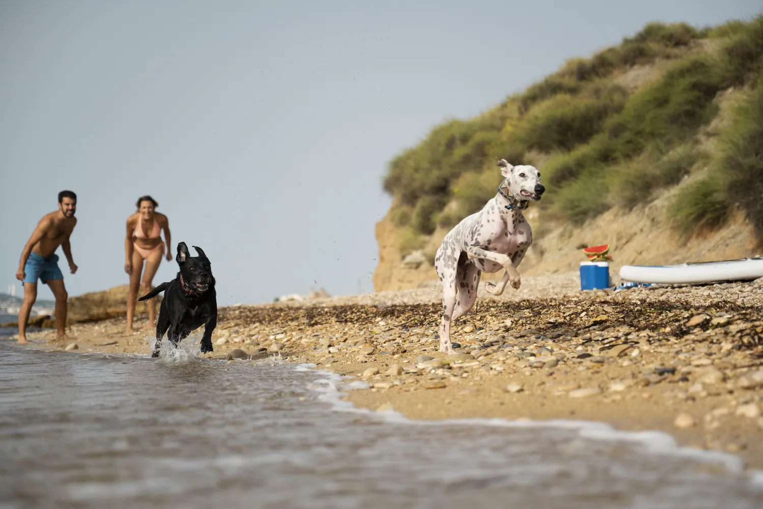 Urlaub mit Hund an der Ostsee – Die besten Hotels für Ihren Hund