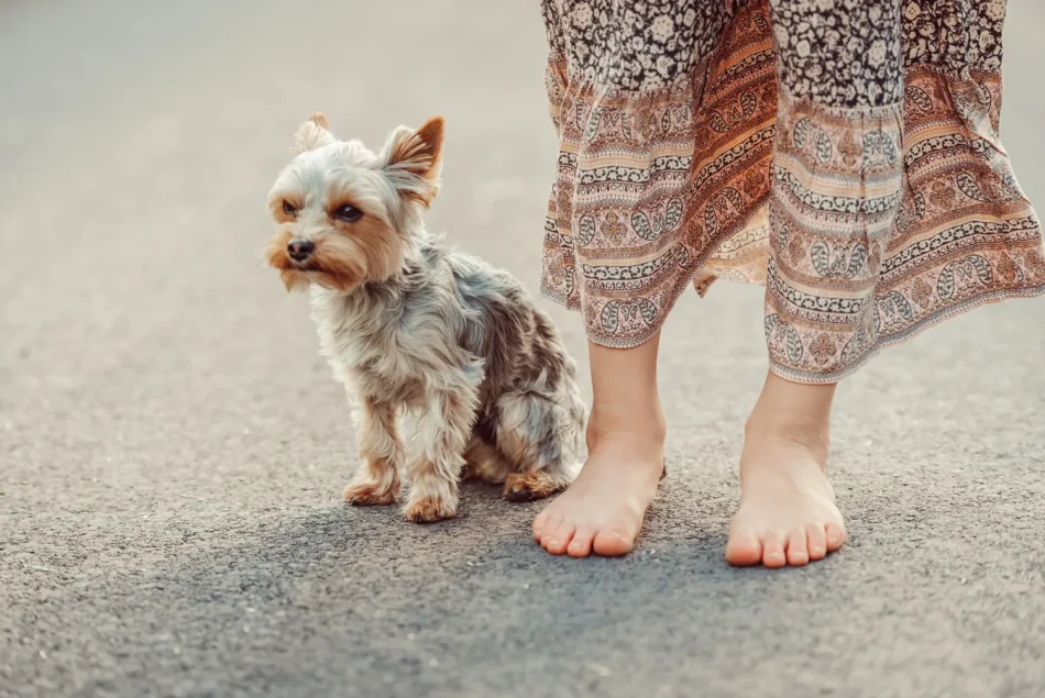 Urlaub mit Hund: Die 10 besten Hundehotels an der Ostsee entdecken